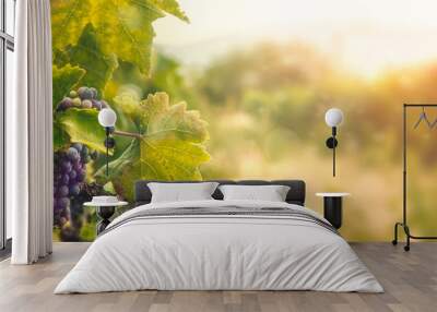 Vineyard in autumn harvest Wall mural