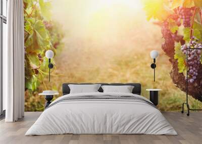 Vineyard in autumn harvest Wall mural