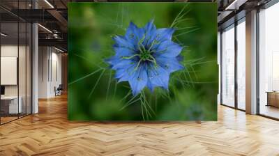 Blue Nigella sativa flower macro on blurred green background Wall mural