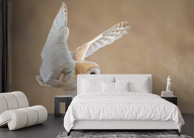 Barn owl in flight just before attack, with open wings, clean background, Czech Republic, Europe Wall mural