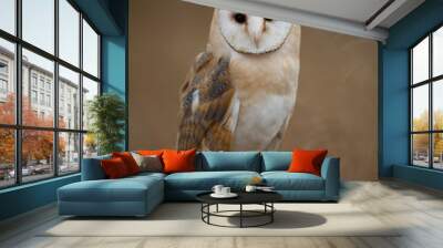 Barn owl sitting on perch with clean background, Czech Republic Wall mural