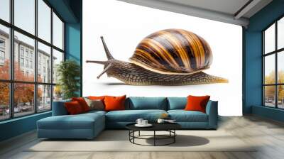 A close-up of a snail with a brown, striped shell and extended antennae, crawling on a white background. Wall mural