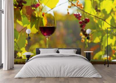 Glass of red wine in sunlight with grapes on old wooden table among autumn grape foliage. Wall mural