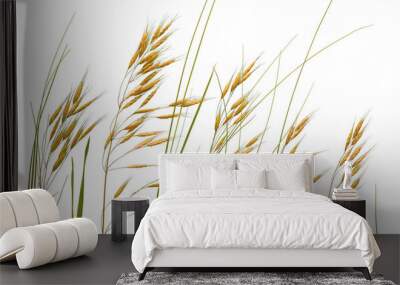 Meadow wild herbs isolated on white background. Wild cereal herbs with spikelets and seeds for botanical banner with herbal plants and floral design. Wall mural