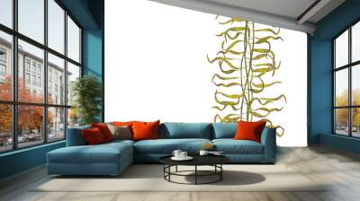 Illustration of long laminaria or kelp algae. Underwater wild world plants. Watercolor hand painted isolated elements on white background. Wall mural