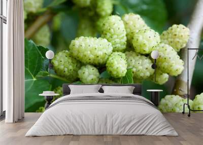 ripe white mulberry, branch, fruit for health Wall mural