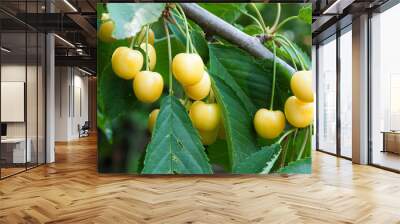 white cherry on a branch, sweet, juicy, ripe Wall mural