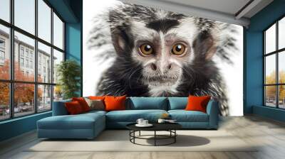 White-headed Marmoset in front of white background  Wall mural