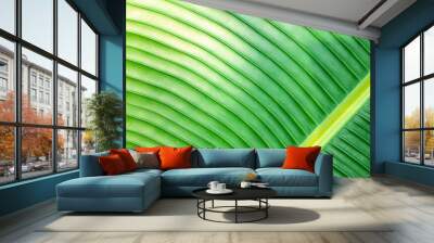 abstract banana leaf texture, dark green foliage nature background, tropical leaf Wall mural