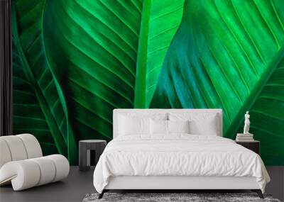 abstract green leaf texture, nature background, tropical leaf Wall mural