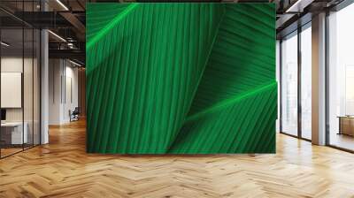 abstract green leaf texture, nature background, tropical leaf Wall mural