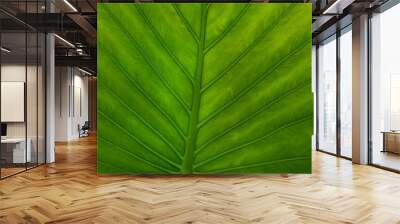 abstract tropical leaf textures on dark tone, natural green background. Wall mural