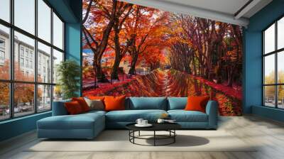 Autumn forest red maple leaf. Momiji kairo festival, the most famouse autumn festival Kawaguchiko lake, Japan. Wall mural