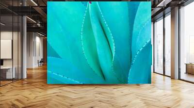 closeup agave cactus, abstract natural pattern background and textures, dark blue toned  Wall mural