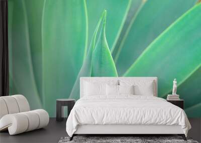 closeup agave cactus, abstract natural pattern background and textures Wall mural