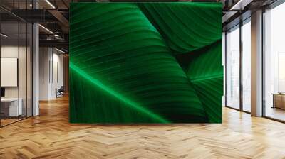 closeup banana leaf texture in garden, abstract green leaf, large palm foliage nature dark green background Wall mural