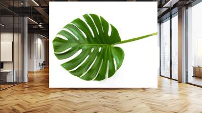 closeup beautiful Monstera leaf isolated on white background, Flat lay Wall mural