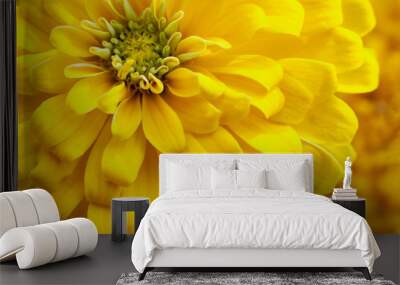 closeup beautiful yellow chrysanthemum flower in the garden, flower background Wall mural