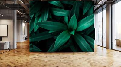 closeup nature view of green leaf in garden, dark wallpaper concept, nature background, tropical leaf Wall mural