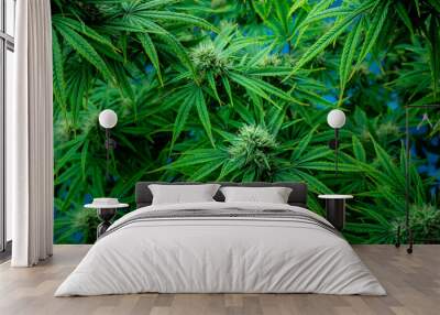 closeup nature view of marijuana cannabis leaf background Wall mural