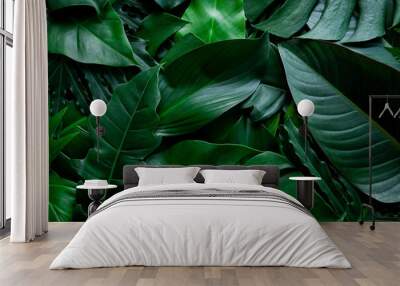 closeup nature view of tropical leaf background, dark green wallpaper concept. Wall mural