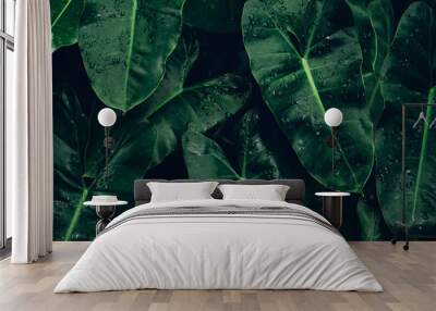 closeup nature view of tropical leaves background, dark nature concept Wall mural