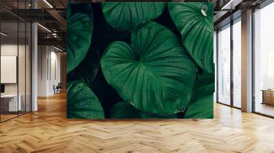 closeup tropical green leaves texture and dark tone process, abstract nature pattern background Wall mural