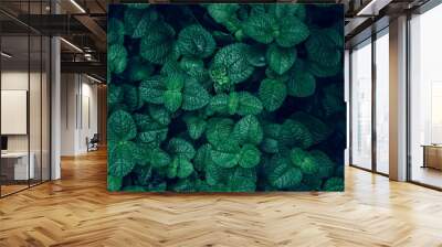 Full Frame of Green Leaves Pattern Background, Nature Lush Foliage Leaf Texture, tropical leaf Wall mural