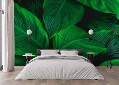 leaves of Spathiphyllum cannifolium, abstract green texture, nature background, tropical leaf Wall mural