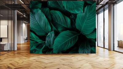 leaves of Spathiphyllum cannifolium, abstract green texture, nature background, tropical leaf Wall mural