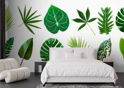 set of green monstera palm and tropical plant leaf isolated on white background for design elements, Flat lay Wall mural