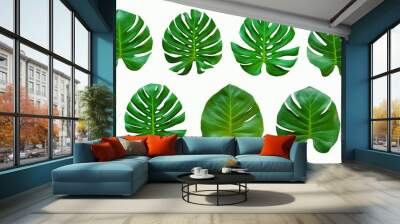 set of green monstera tropical plant leaf on  white background for design elements, Flat lay Wall mural