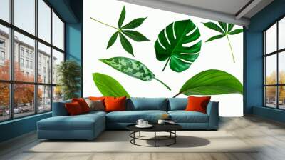 set of green tropical plant leaf isolated on white background for design elements, Flat lay Wall mural