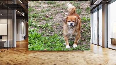 Pekingese dog in nature watching right at you Wall mural