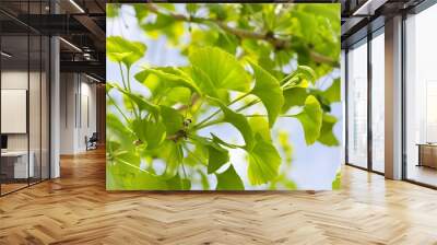 Ginkgo Biloba Tree Wall mural