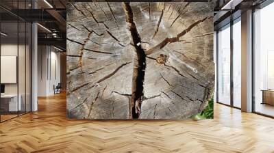 Beautiful wooden background in the forest. Wall mural