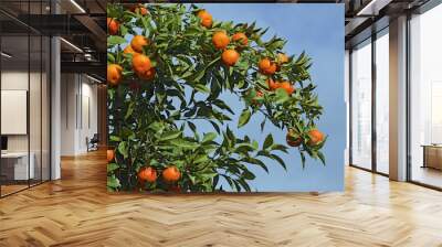 Orange tree Wall mural