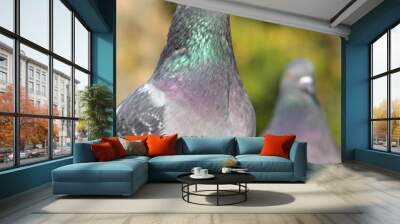 pigeon 2 Wall mural