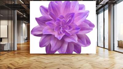  dahlia flower purple. Flower isolated on a white background. No shadows with clipping path. Close-up. Nature. Wall mural