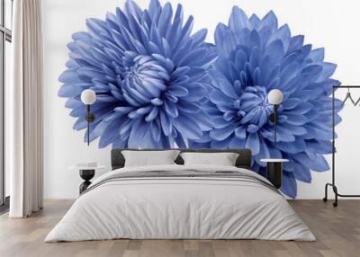 Blue  flower chrysanthemums; on a white   isolated background with clipping path.   Closeup.  no shadows.  For design.  Nature. Wall mural