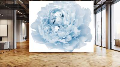 Blue  peony flower  on  isolated background with clipping path. Closeup. For design. Transparent background.   Nature. Wall mural