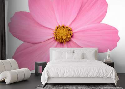 bright pink flower primula. white isolated background with clipping path. closeup. no shadows. yello Wall mural