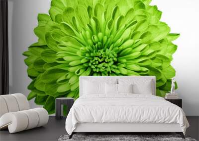 Chrysanthemum  green. Flower on  isolated  white background with clipping path without shadows. Close-up. For design. Nature. Wall mural