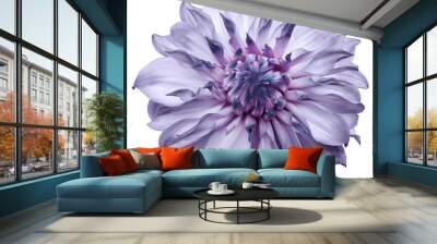 dahlia flower light purple. Flower isolated on a white background. No shadows with clipping path. Close-up. Nature. Wall mural