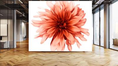 Dahlia light red flower white  background isolated  with clipping path. Closeup. with no shadows. Nature. Wall mural