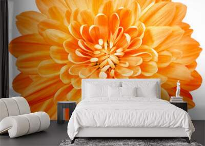 flower orange chrysanthemum . Flower isolated on a white background. No shadows with clipping path. Close-up. Nature. Wall mural