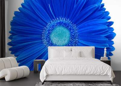 gerbera flower blue. Flower isolated on a white background. No shadows with clipping path. Close-up. Nature. Wall mural