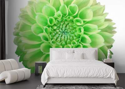 green-yellow Dahlia  flower, white  background isolated  with clipping path.  Closeup.  with no shadows.  Macro. Nature. Wall mural