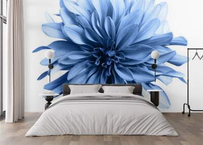 light blue flower on a white background isolated with clipping path. closeup. big shaggy flower. for Wall mural