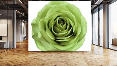 Light green  flower rose  on  white isolated background with clipping path.  no shadows. Closeup.  For design. Nature. Wall mural